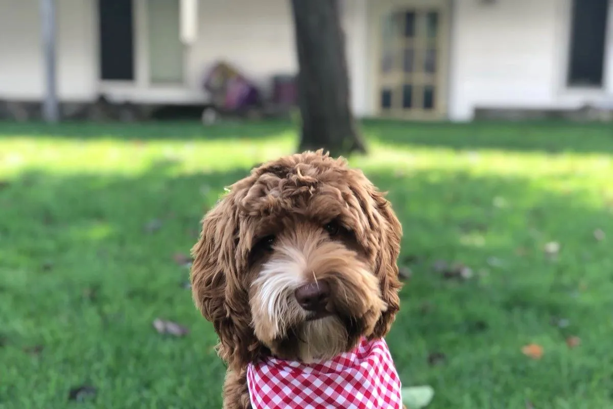 Harmony Hills Australian Labradoodles